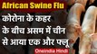African Swine Flu: Coronavirus के बीच China से आए एक और Flu से Assam में कोहराम | वनइंडिया हिंदी