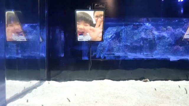 Japan’s ‘lonely’ aquarium eels may need video calls from fans during Covid-19 pandemic isolation