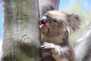 ¿Cómo beben los koalas?