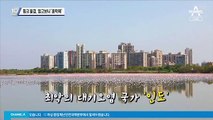 핑크 물결, 알고 보니 ‘홍학떼’