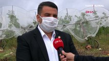 Mersin'de bin dönüm tarım arazisi doludan zarar gördü