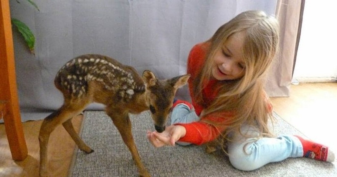 Un petit faon, baptisé Gentil Bambi, a été adopté par une famille bretonne après avoir été récupéré par un chasseur