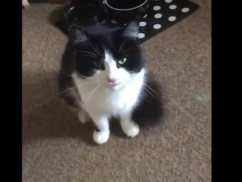 Cutest Cats and Kittens Meowing Compilation - Cats and Kittens Videos Compilation