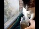 Cats and Kittens Playing Compilation - Cats and Kittens Playing - Cats & Kittens Video Compilation