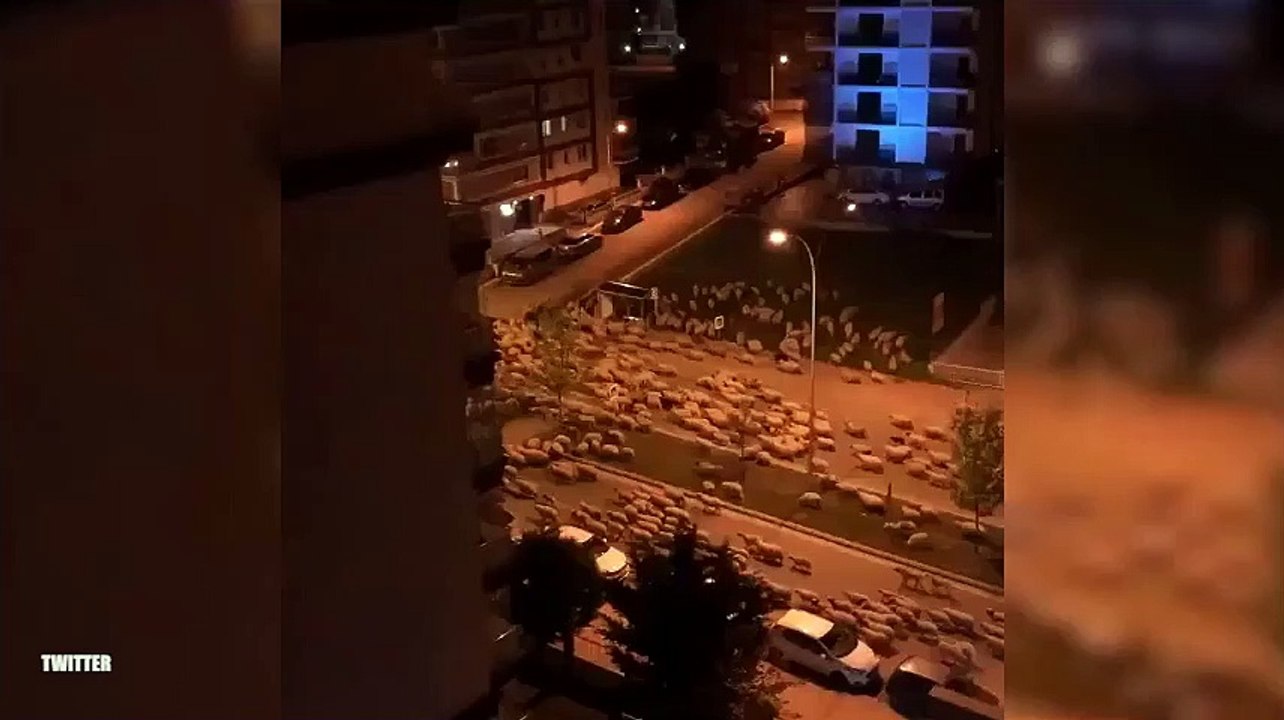 De quarentena, cidade turca é invadida por ovelhas