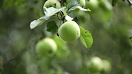 La plantation d'arbres hommage : se souvenir et reboiser