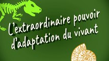 L'extraordinaire pouvoir d'adaptation du vivant (la biodiversité)