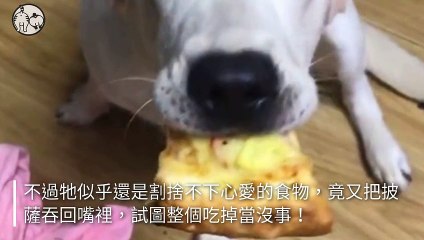 petsmao.nownews-copy2-20200504-19:59