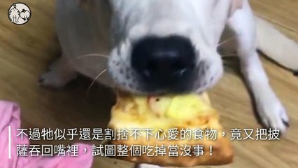 petsmao.nownews-copy4-20200504-20:00