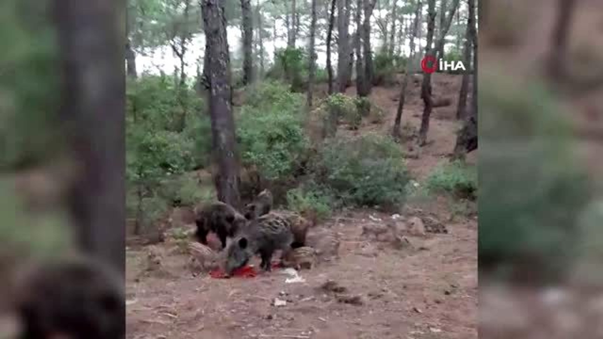 Yaban domuzlarına beslemeli önlem