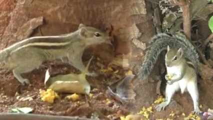 உயிரினங்களுக்கு உணவு வழங்கும் மக்கள்