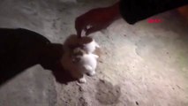 BURSA İş yerinde kilitli kalan yavru kediler kurtarıldı