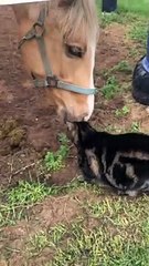 Kitty Has Special Bond With Horse Best Friend