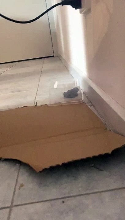 Trapped Frog Takes Container Away
