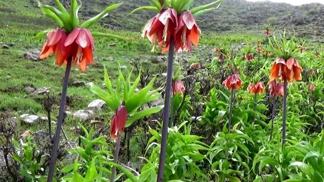 Muş dağlarında açan ters laleler göz kamaştırıyor