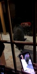 Wild Bear Comes for a Feed