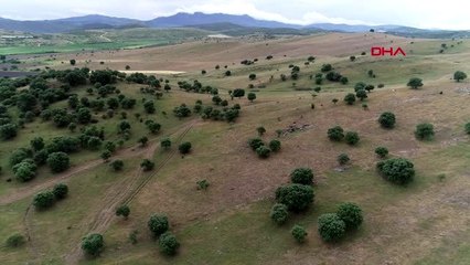 İZMİR Tire'de 'çekirge istilasına' kimyasal mücadele başlayacak-2 EKİYLE