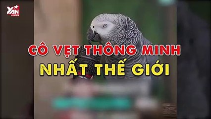 Cô vẹt thông minh nhất thế giới