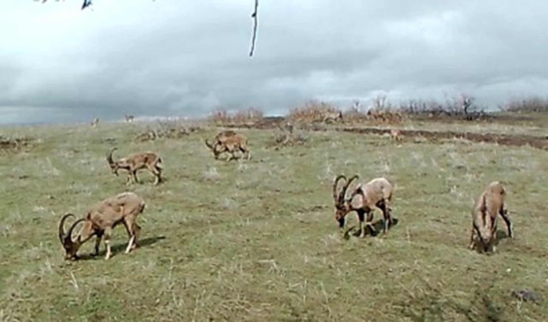 Foto kapanlar yaban hayatını görüntüledi