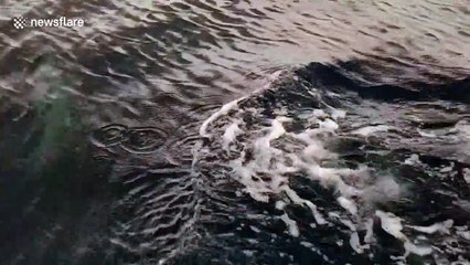 Pod of bottlenose dolphins swim alongside boat in Thailand