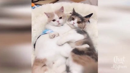 قطط مضحكة  ✪ Chat Drôle