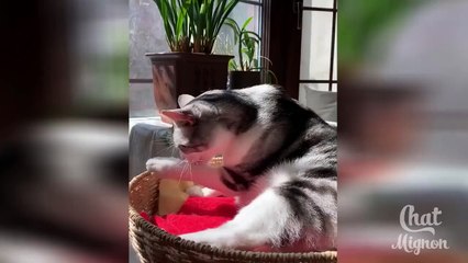 قطط مضحكة  ✪ Chat Drôle