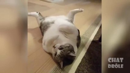 قطط مضحكة  ✪ Chat Drôle