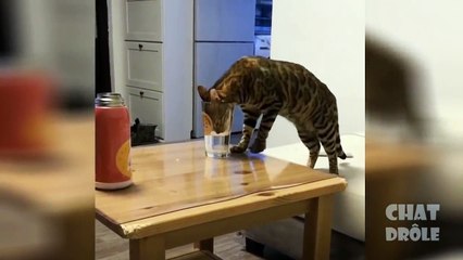 قطط مضحكة  ✪ Chat Drôle