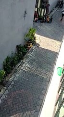 Un singe essaie de kidnapper un enfant