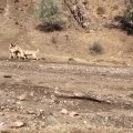 KANGAL KOPEKLERiNDEN YANLIS ANLASILMA ANLARI - KANGAL SHEPHERD DOGS