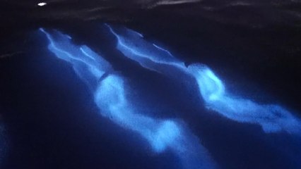 Dolphins ‘glow’ in the dark as they glide through bioluminescent waves off California coast
