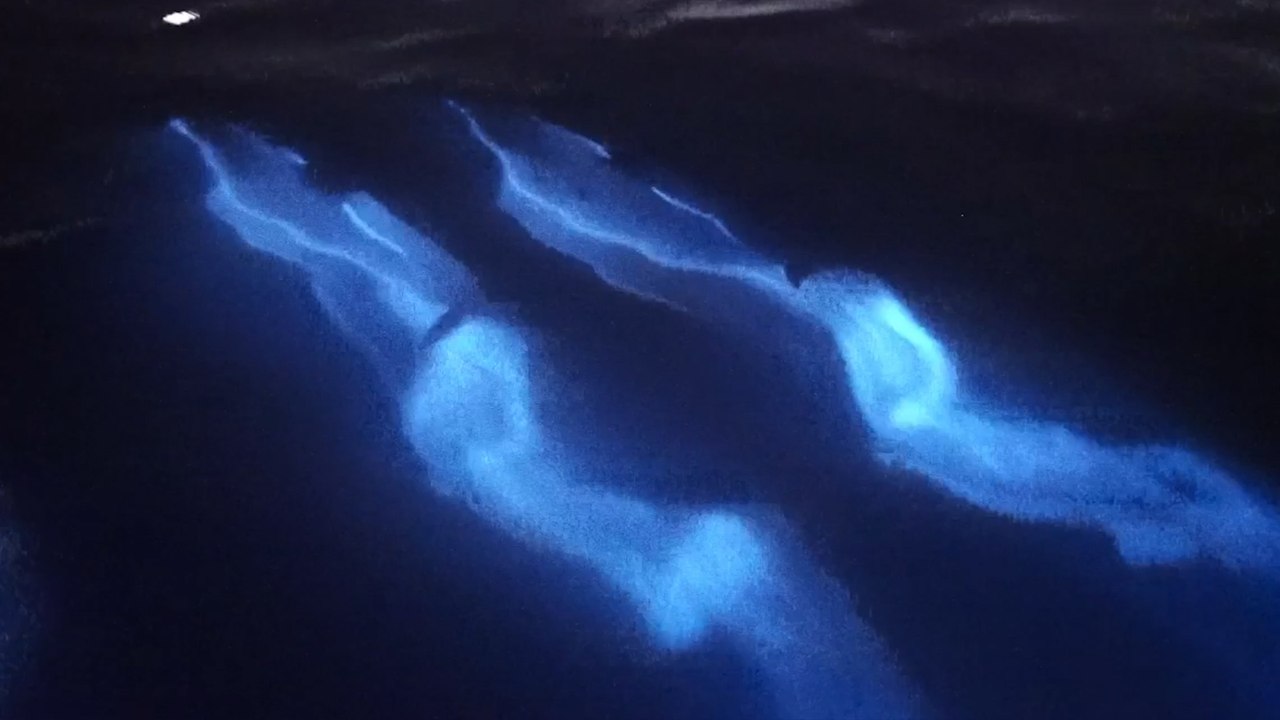 Dolphins ‘glow’ in the dark as they glide throu...