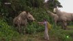 Misterios de los gigantes extintos: Titanoboa y paraceratherium  [ HD ] - Documental