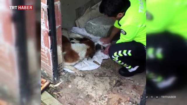 Yağmurda ıslanan köpek ve yavrularına polis şefkati