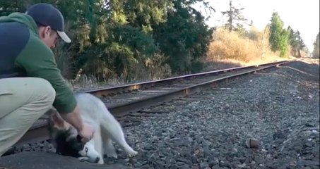 Perdu, un husky a retrouvé ses propriétaires grâce à ce youtubeur