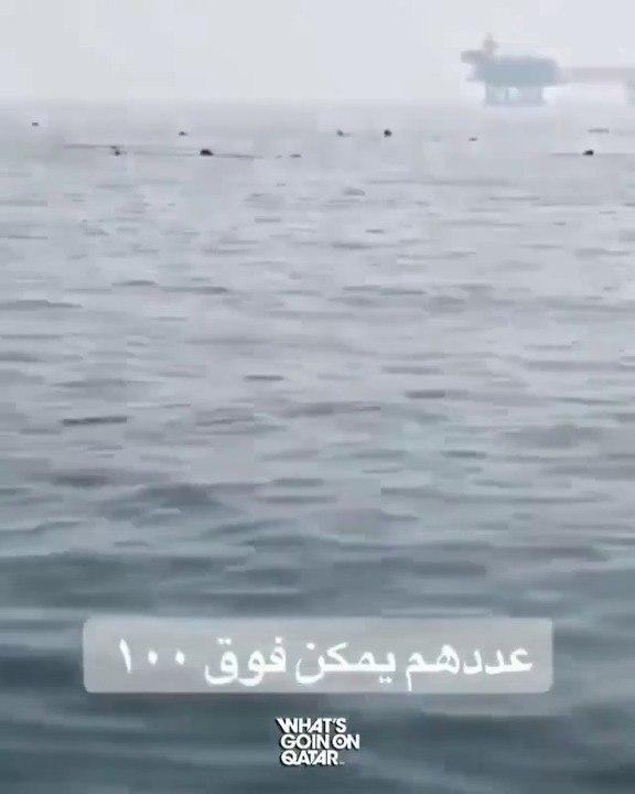 WhatsApp Video 2020-05-02 at 8.05.45 PM