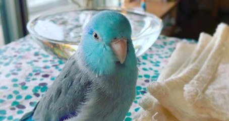 Cette perruche est tout simplement incroyable !