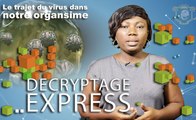 Que se passe t’il dans votre corps quand vous attrapez le Coronavirus ?