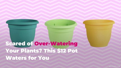 Scared of Over-Watering Your Plants? This $12 Pot Waters for You