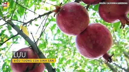 Có thể bạn chưa biết?: Top 5 sự thật thú vị về trái cây