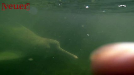Rare River Dolphins Caught on Cam!
