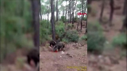 MUĞLA Domuzların şehre inmesini engellemek için ormanlık alana yiyecek bırakıldı