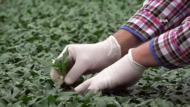 Tokat’ta, Koronavirüs Sebze Fidesi Üretimine Engel Olmadı