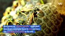 Invasive ‘Murder Hornets’ Species Spotted in the United States