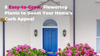 5 Easy-to-Grow, Flowering Plants to Boost Your Home's Curb Appeal
