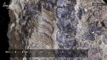 400-Million-Year-Old Plant Fossil Gives Rare Look at Plant Evolution