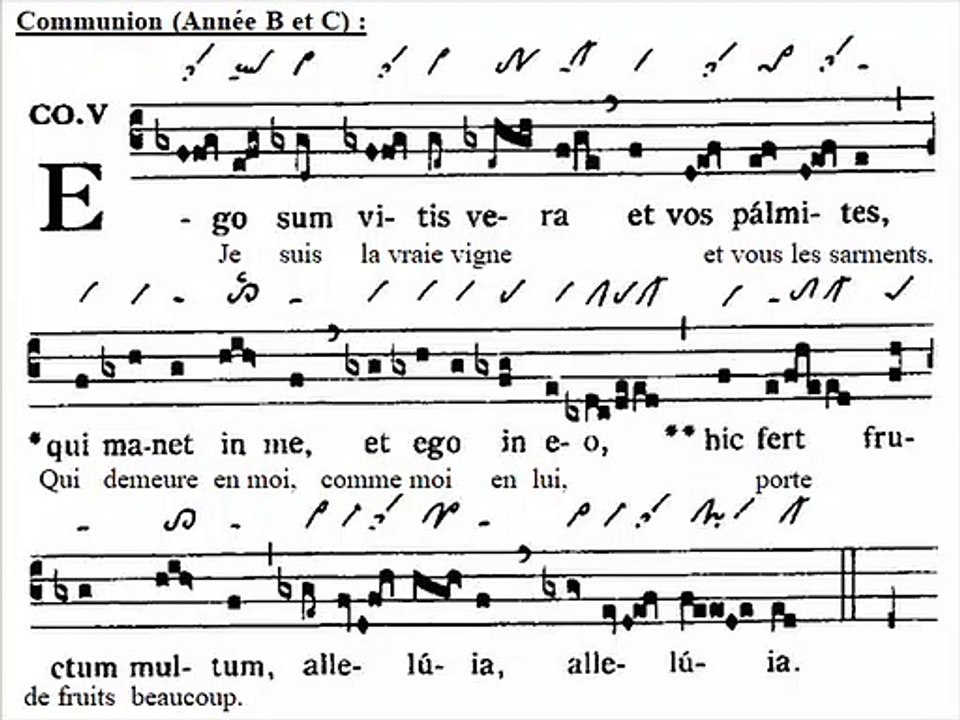 Communio Ego sum vitis, Dominica V Paschae