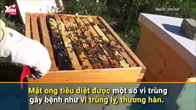 THỰC DƯỠNG: Mật ong - thực phẩm đại bổ nhưng cần lưu ý khi chế biến