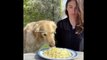 Instagram ? Photo ratée, le chien mange toutes les spaghettis en 1 bouchée !