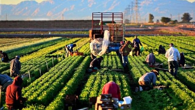 Cumhurbaşkanı Erdoğan, buğday ve arpa alım fiyatlarında çiftçilere müjdeli haberi verdi